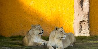 Planète sauvage - Photo de Vjoncheray - Les lionnes 